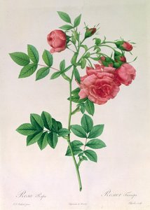 Rosa Rapa by Pierre Joseph Redouté